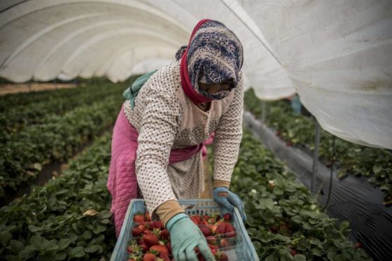 L’agricoltura ionica chiede un tavolo di accoglienza per i profughi ucraini